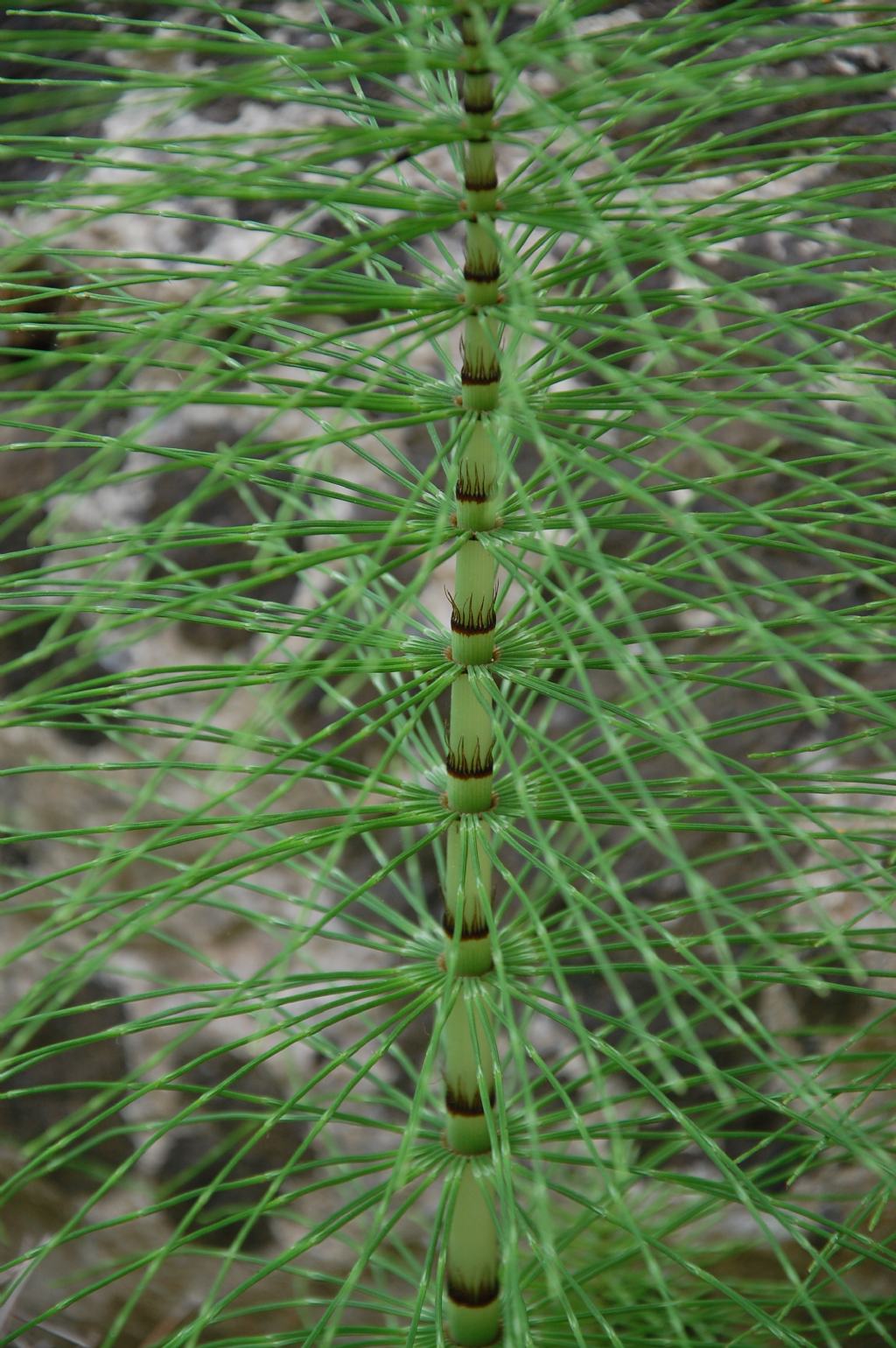 Equisetum telmateja - Valle dell''Anapo